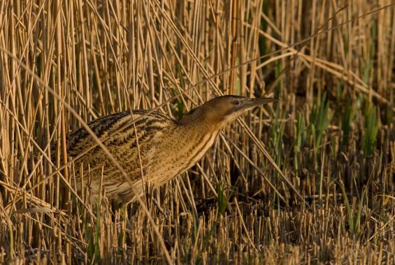 A thriving reedbed is at the heart of this expanding reserve in Newark